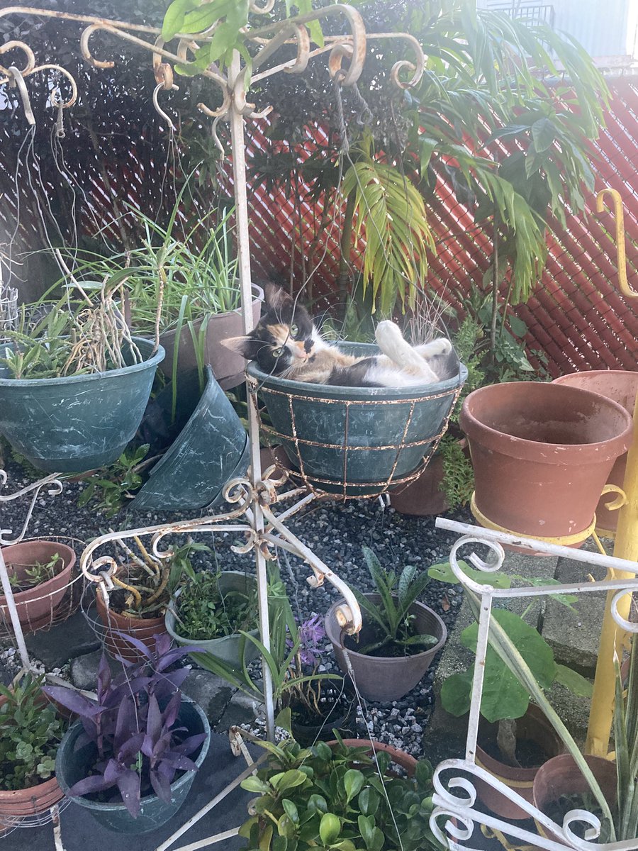 DavidPolancoort's tweet image. Floreció la matita de gato que tengo en el jardín 

Chimi la tricolor