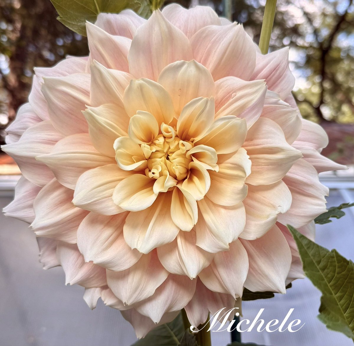 “Breakout” Dahlia is always such a show off! 🤗 Happy Friday! 🌸💛😘 #flowers #FlowersOnFriday #Dahlia #PinkFriday #gardening #GardeningTwitter #garden #gardeningx #FlowersOnX #flowerphotography #NatureBeauty #DailyDahlia #FlowerLove #mygarden