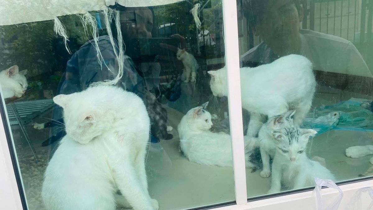 🏡หาบ้านให้น้องแมวค่ะ 🏡
น้องมี 8 ตัว หาบ้านให้น้องๆด่วนค่ะ  
พันธุ์ไทยผสมทั้งหมดค่ะ  

พิกัด ตรงข้ามเซ็นทรัลอยุธยาค่ะ 
 ติดต่อ เบอร์ 0613899882 แนนค่ะ