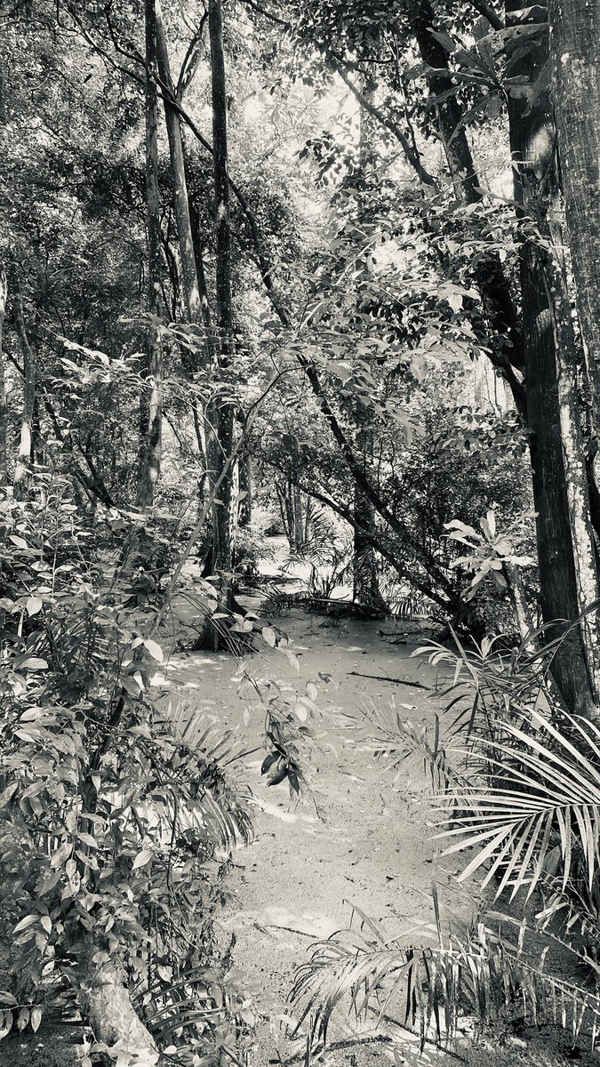 Learnwithsadiq's tweet image. Lekki Conservation Center Lagos
