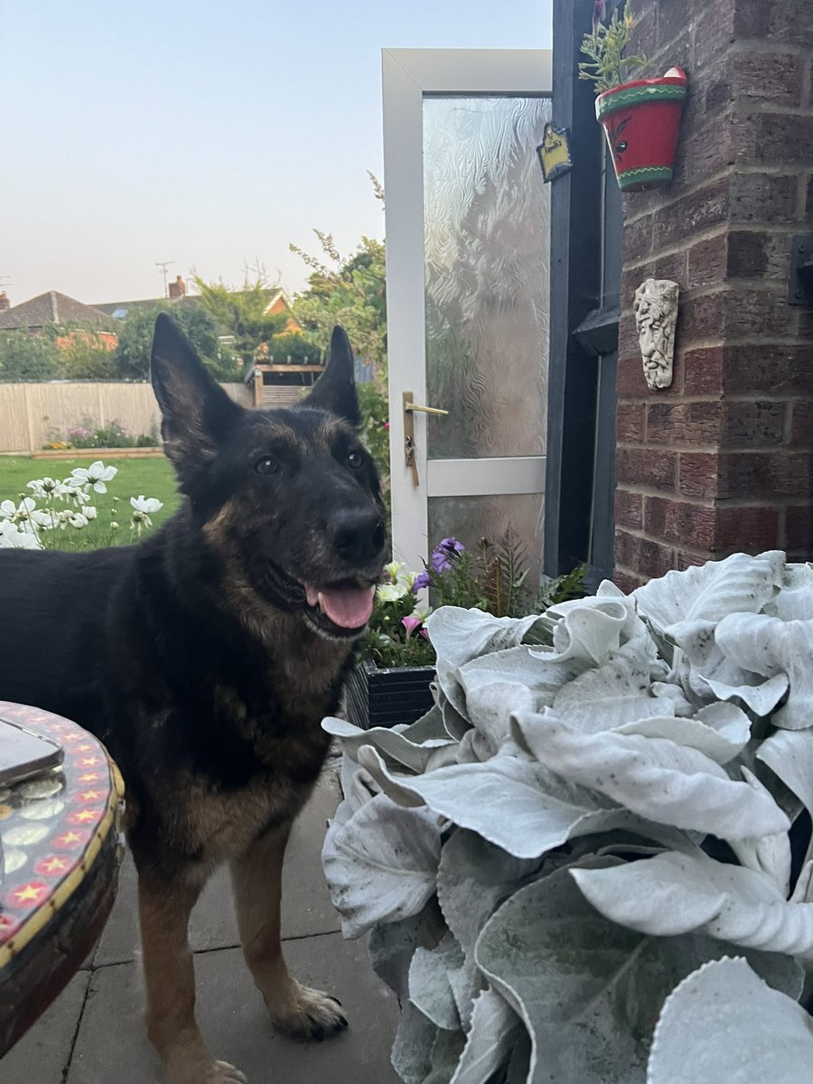 Rex Cub Lyons 🌈 & Corrina (mum) tweet media