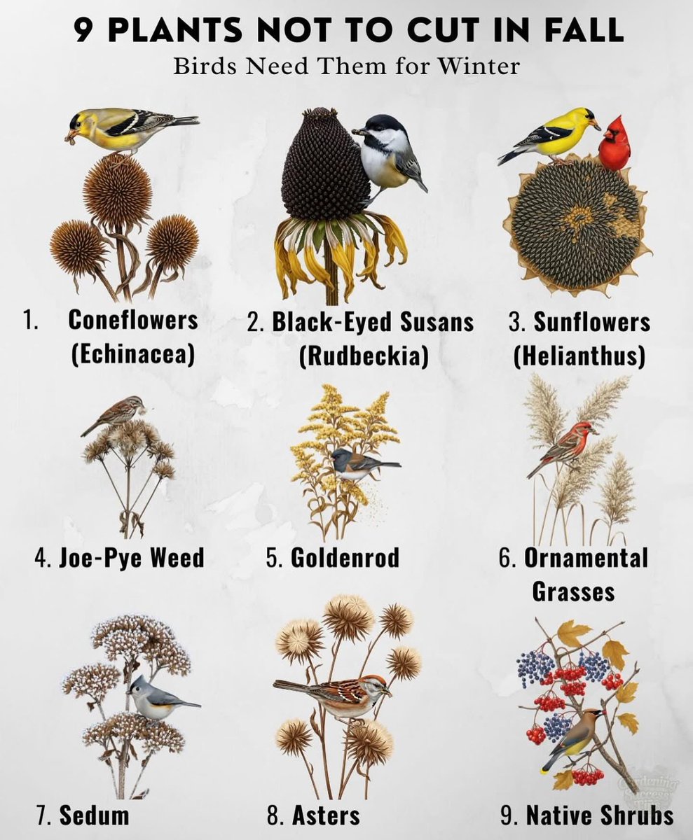 Make your life easier and leave these plants alone this fall…
Our bird friends will THANK YOU‼️

#wtpEARTH 
#TTDS