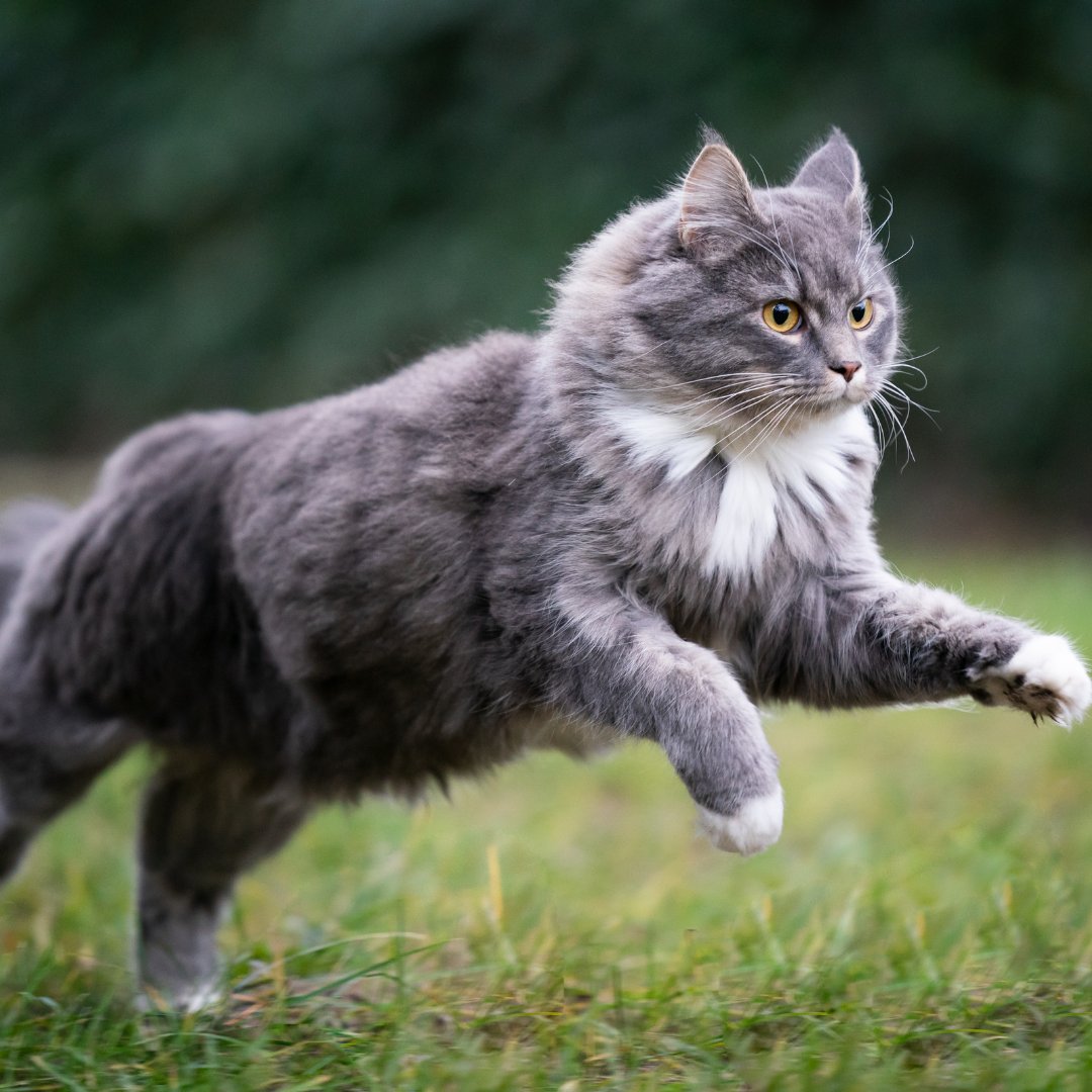PetNotify's tweet photo. From vet records to vaccine reminders—Pet Notify keeps you organized and stress-free.
https://t.co/Ls310kK7YO
#PetHealth #PetLife #PetCare #LoveYourPet https://t.co/XdSJoYm9kz