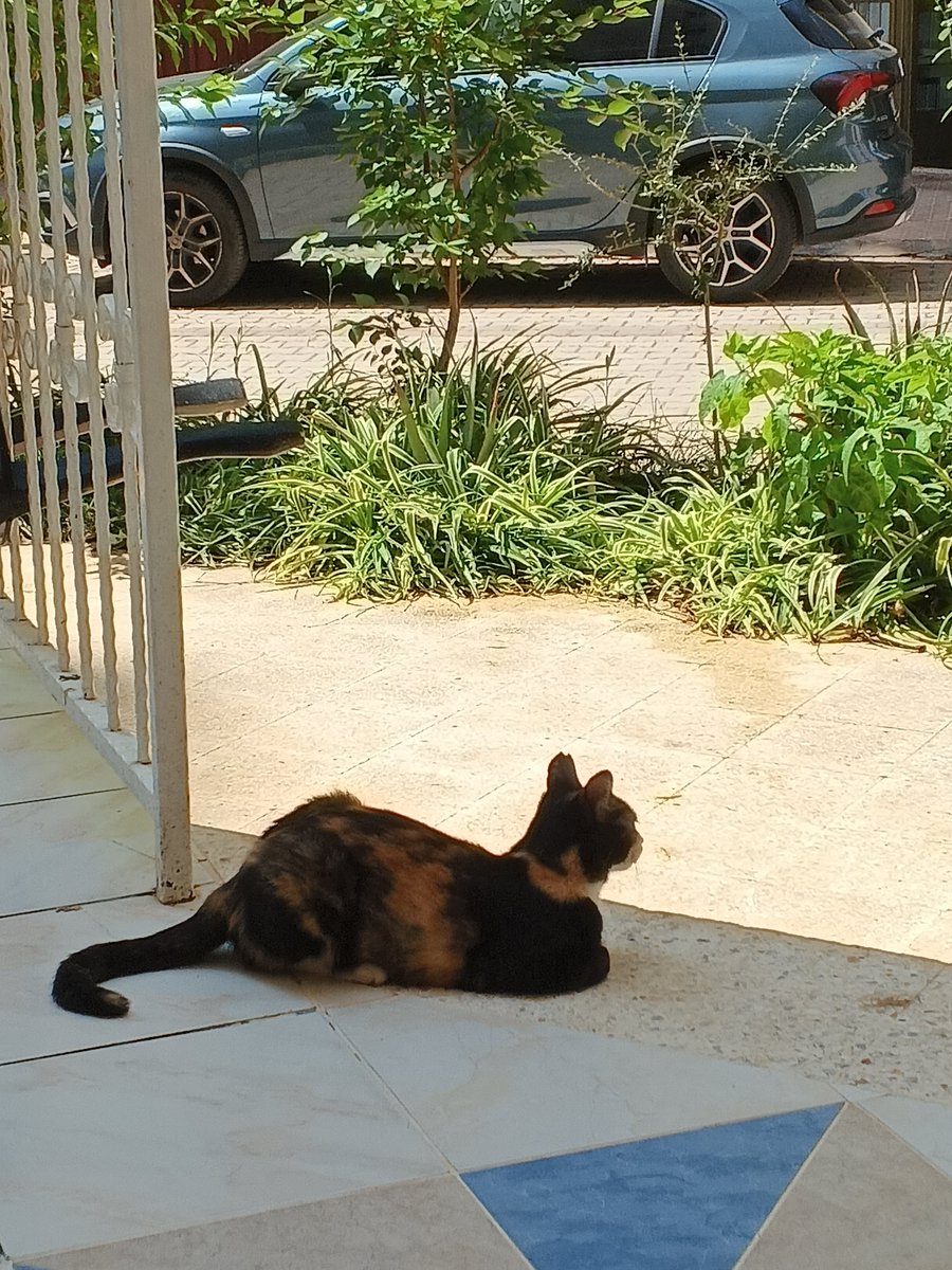 ane bu panikatak kısa bakıyo buraya taşındıklarında hemen gösüne kestirmiş anemi bu kadından iş çıkar demiş anem hepimisden önce onu doyuruyo yoksam da ağaçtan anemin üsdüne adlıyomuş bi kere de bencereye kafa admıştı biras manyah anlıcanıs mademse anem de adı cadaloz olsun demiş