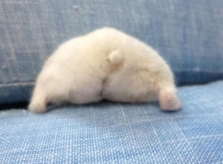 Hamsterie's tweet photo. https://t.co/7nhxI3bzcY