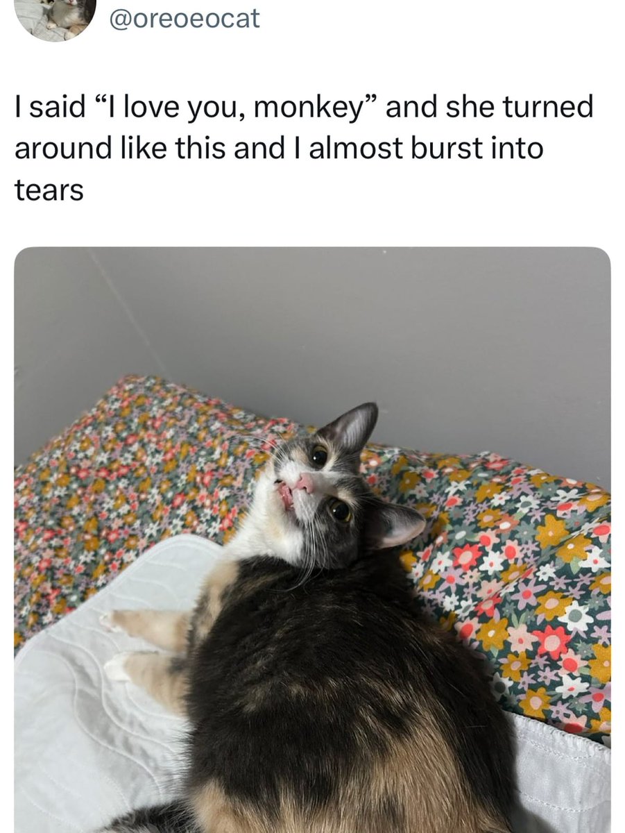 her little fangs 😭