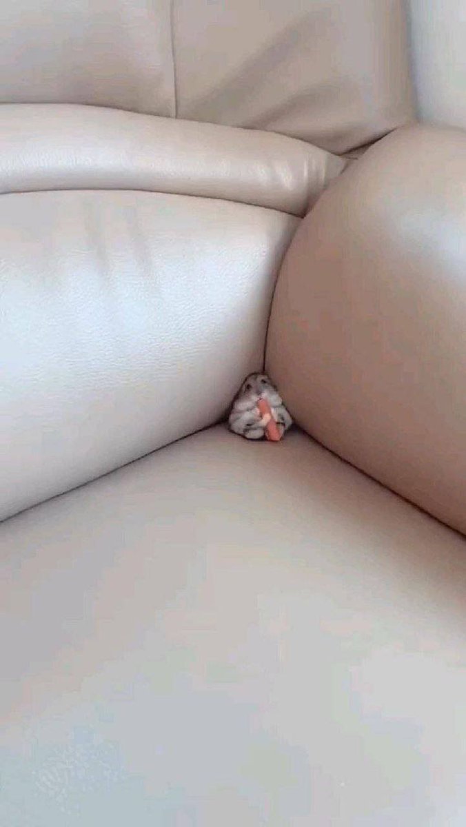 Hamsterie's tweet photo. https://t.co/c5SyeQnd4z
