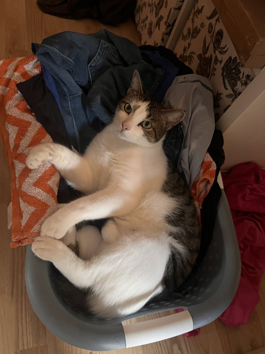 Fritte von den #Nordstadtkatzen hält die Wäsche warm, damit wir nach der Dusche nicht in kalte Klamotten schlüpfen müssen.
Fritte macht das richtig toll.
#cats