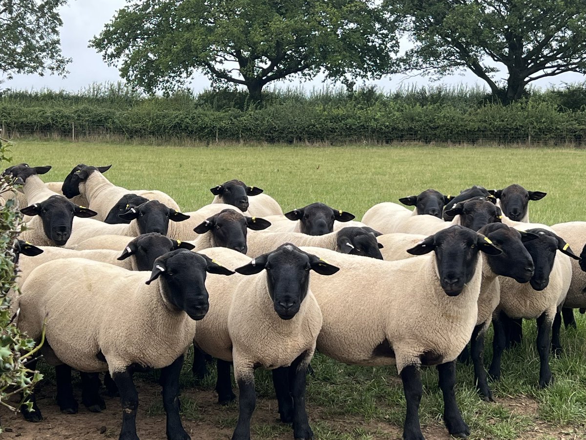 We have a great selection of Bentley Suffolk shearlings available direct from the farm. Reared, recorded and sold on a grass rotation. Performance recorded with EBVs for growth, lambing ease and maternal traits at the top of the breed. DM for more info #sheep365 #suffolksheep