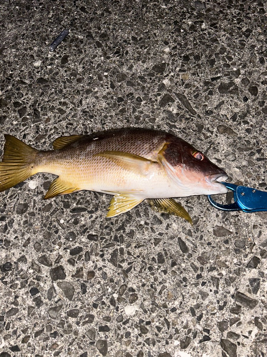 釣り好きと繋がりたい - Search / X