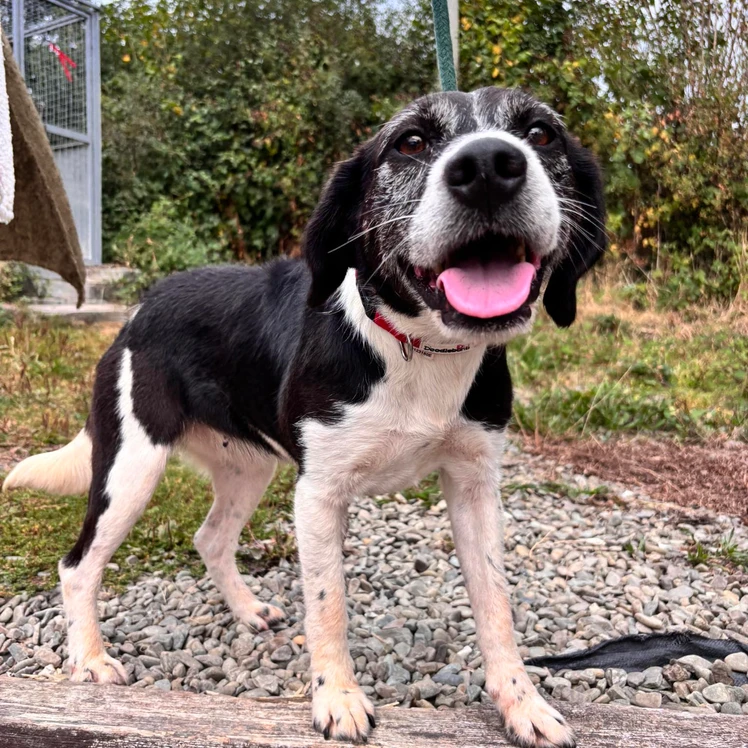 Please retweet to help Tara find a home #CARAMARTHENSHIRE #WALES #UK 💔
Available for adoption, registered British Charity✅
Details or apply for Tara below👇
westwalespoundies.org.uk/dogs/tara
Tara is yet another unclaimed stray and this poor soul has had a hard life we believe....Tara is