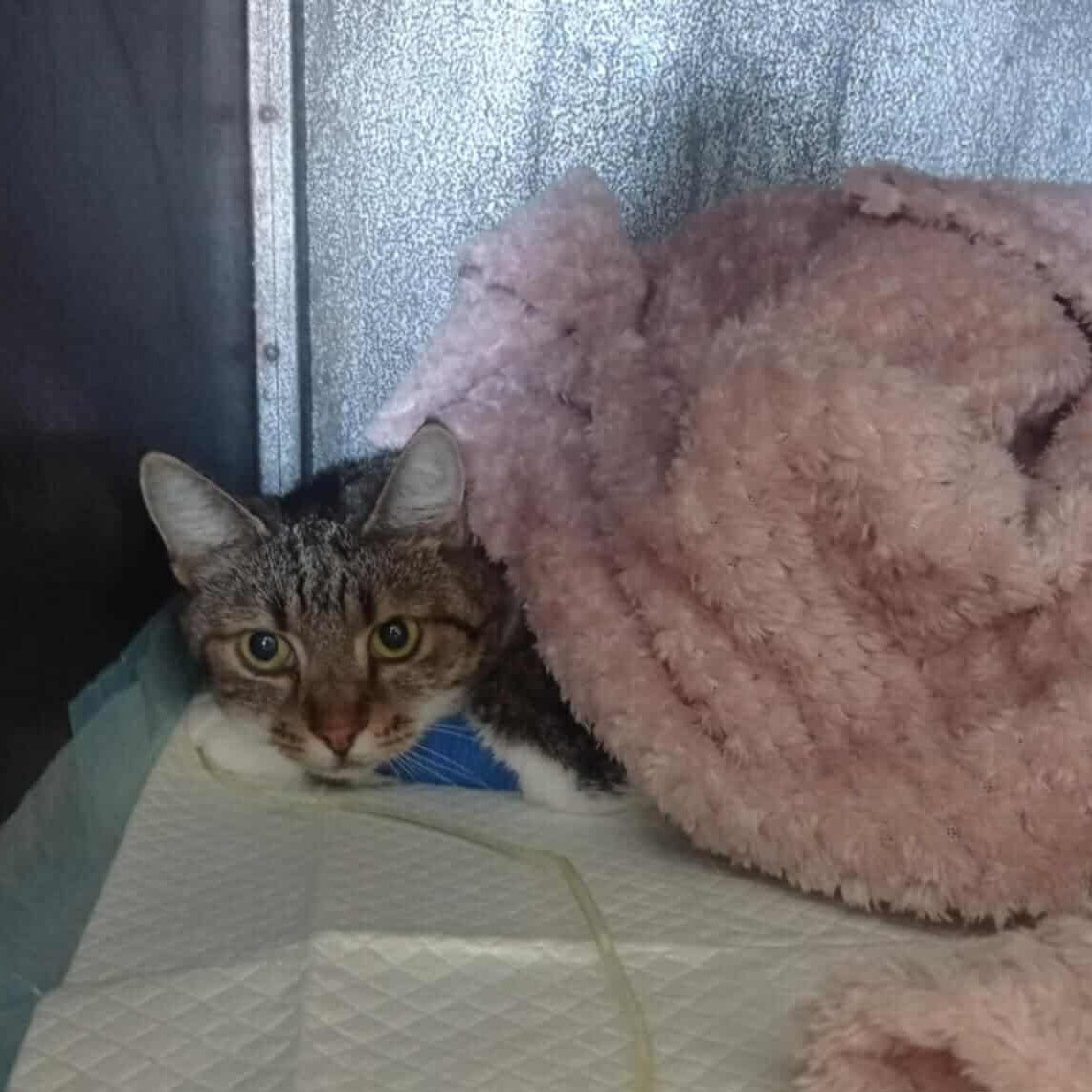 Aira prosi - o życie!

Kotka ma FIPA, pilnie potrzebny lek!
Proszę pomóżcie, chociaż RT.

Na zbiórce zaledwie 387 zł...

To nie wystarczy nawet na początek kuracji!

ratujemyzwierzaki.pl/airaaa-felineus