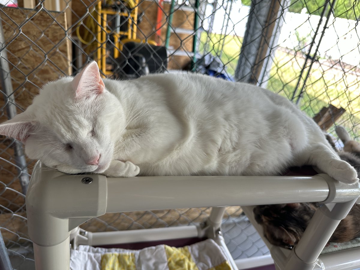 💙It's $5 Friday! 💙
Will you help the blind, FIV+, and FeLV+ cats with a donation? Every donation helps and is very much appreciated! You can donate at the link below! Thank you so much for loving the kitties!
Linktree: linktr.ee/BlindCatRescue