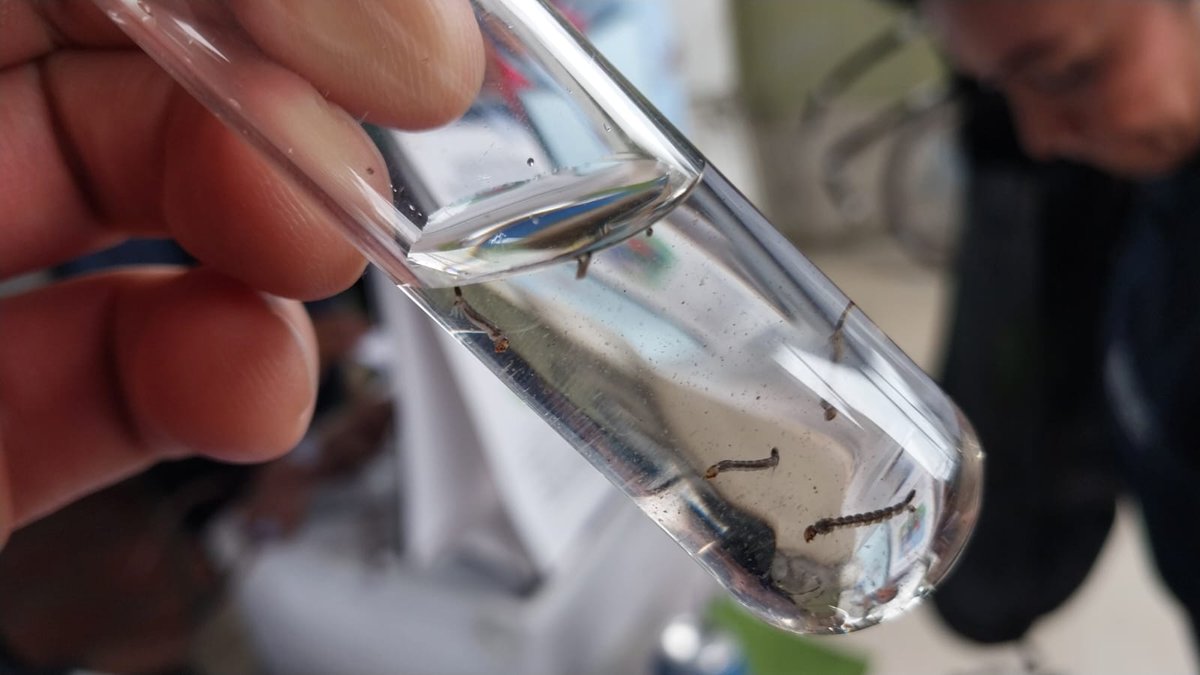 Salud_CZ8's tweet image. Personal de #ControlVectorial educa sobre identificación de mosquito Aedes aegypti vector del #Dengue 🦟 y aplicación móvil 📲#PablitoAdiósALosMosquitos.

Grupos prioritarios reciben asesoría sobre correcto uso de toldos mosquiteros para prevención de enfermedades vectoriales.