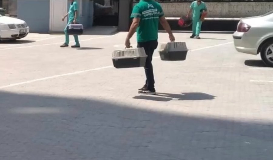 Mersin'in Mezitli ilçesi Tece Deniz mahallesinde başıboş kedide kuduz tespit edilmesi üzerine mahalle kuduz karantinasına alındı.

Vatandaşlar sahipsiz hayvanlara yaklaşmamaları konusunda uyarı yapıldı.