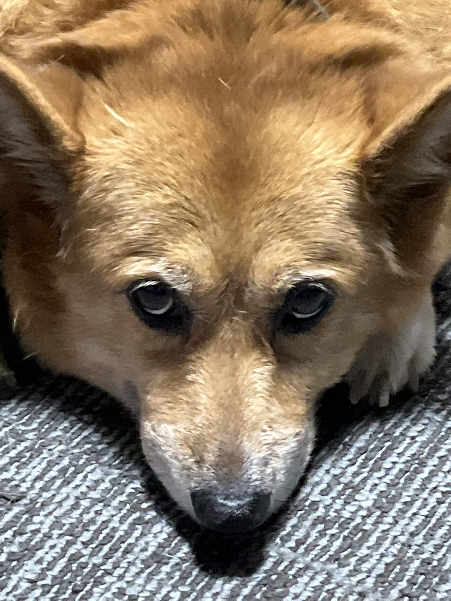 ToshiProject's tweet image. 姫がじっと見てる💦