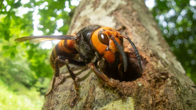 You’re taking your morning walk, and then you see it: a wasp the size of your thumb, orange head gleaming in the sunlight, wings slicing the air. This isn’t just any insect. You’ve just encountered the Asian giant hornet, the largest and one of the most feared wasp on the planet