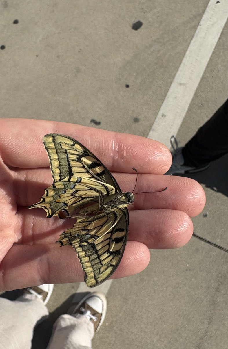 me encontré una mariposa muerta… le pondre agujas para disecarla en poliestireno y sera inmortal