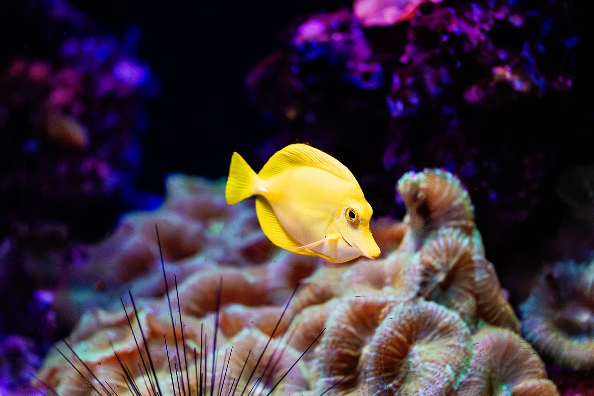 Birch_Aquarium's tweet image. Tangs fr th Mmrs 👨‍🎤 The #YellowTang is a reef-dwelling fish that’s unsurprisingly named for its bright yellow coloring!

Sometimes referred to as the “lawnmowers” of the ocean, these fish spend much of their day grazing algae off of rocks.