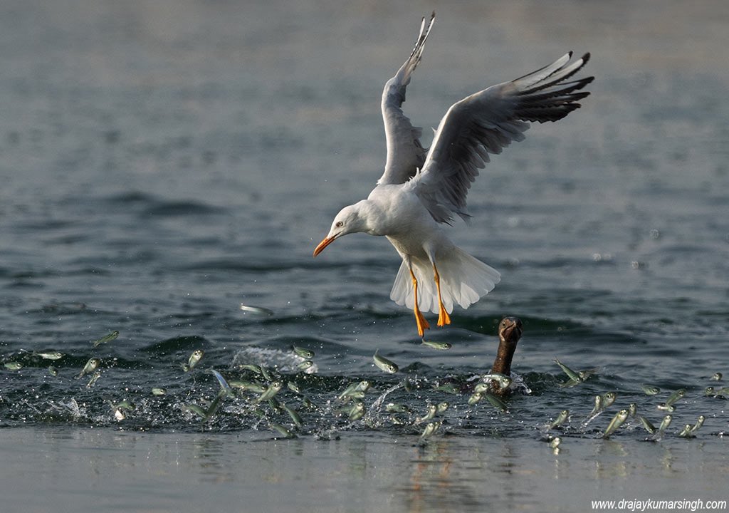 Draksphotos's tweet photo. Sender-billed gull , Bahrain. #SlenderBilledGull  #SlenderBilled  #Wildlife #Bahrain #fish #flyingFish #SchoolOfFish https://t.co/w1tSN8OInL