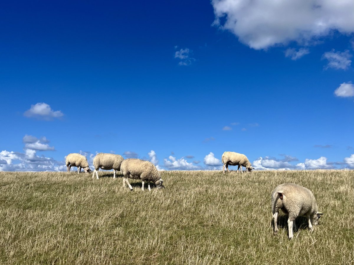Schapen wolken #Terschelling