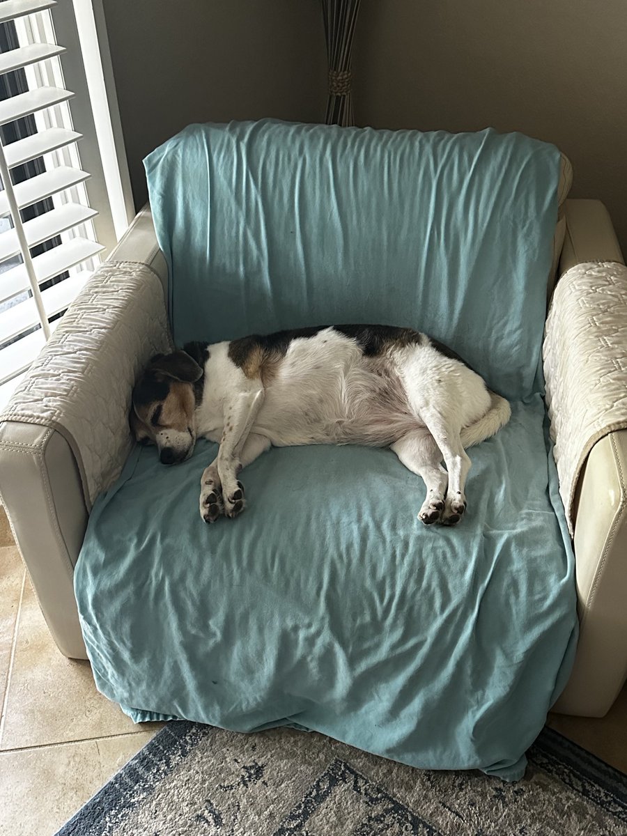 What I do all day! 🤣💕🐶