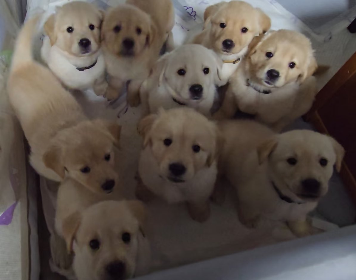 puppies_video's tweet photo. All puppies are so cute🥰🥰 https://t.co/ahy2hC1b9x
