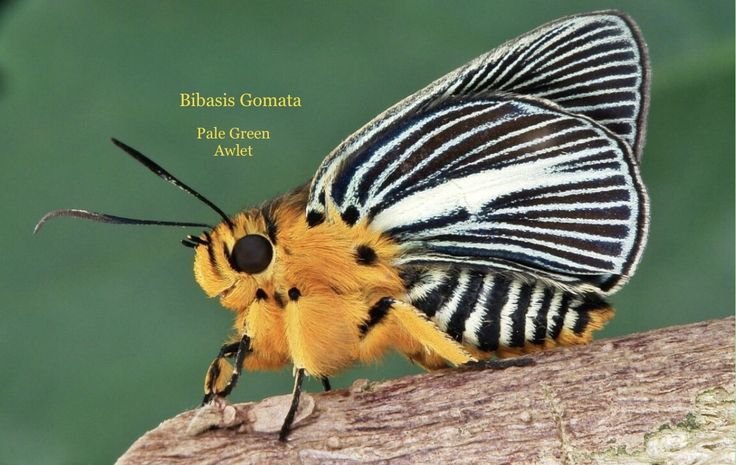 hwaa ᵔᴗᵔ (@aepplehan) on Twitter photo 