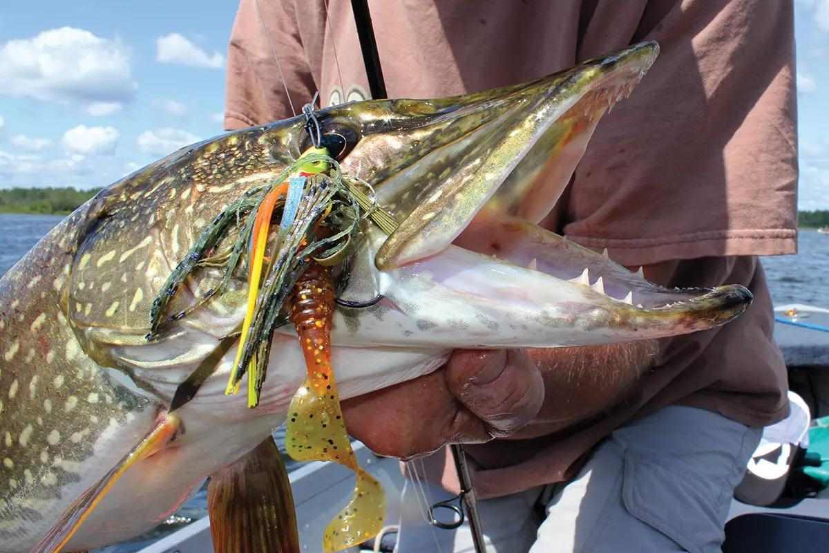 Here are the best Northern Pike tactics for great late-summer fishing via <a href="/GameAndFishMag/">Game & Fish</a>: bit.ly/4g8Tnam

#TheReelLife #outdoors #fish #fishing #northernpike #pikefishing
