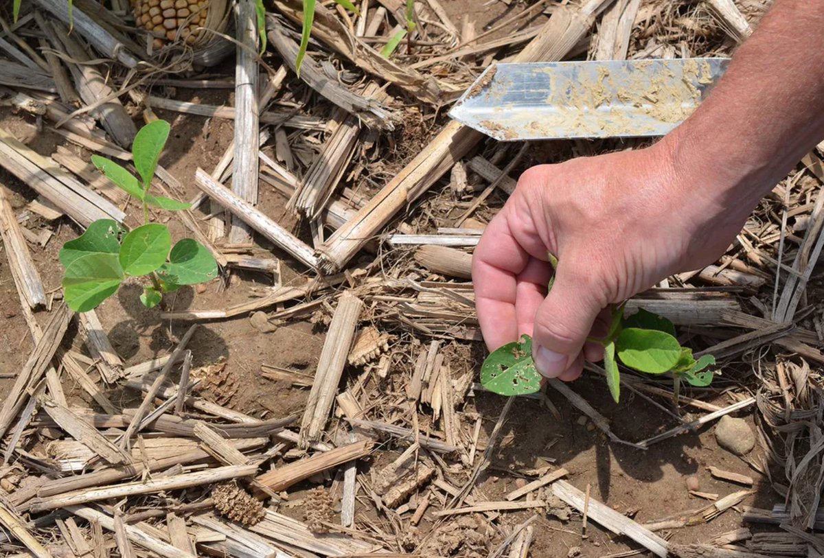 When the sun goes down, slugs come out 🐌

In moist conditions, these nocturnal pests feed on soybean seedlings early in their growth. It's important to monitor field conditions and take preventative measures to avoid yield loss from these slimy pests.

farmprogress.com/soybean/slugs-…