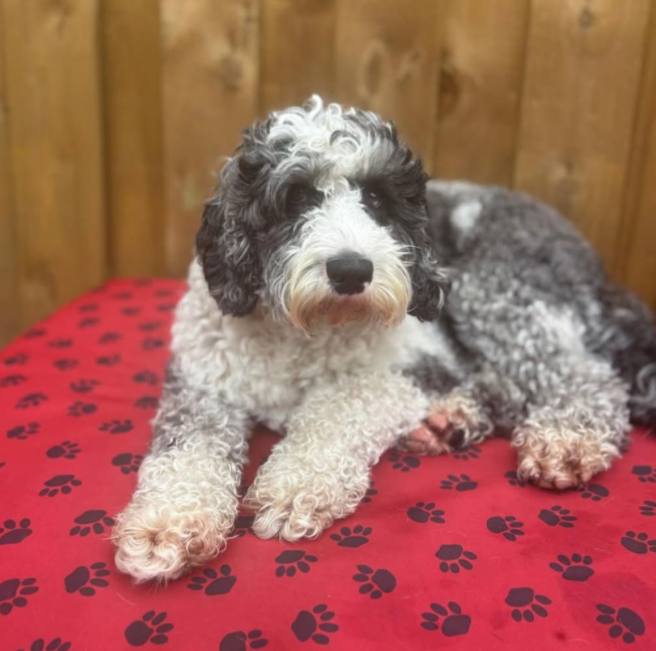 millypod1's tweet photo. 🆘4 SEPT 2025 #Lost Sasha #ScanMe #PUPPY
YOUNG Black &amp; White Merle Poodle Cross Female
Slipped her collar and ran off
Tame Street #Audenshaw ran off from outside shops #Manchester #GreaterManchester #M34
https://t.co/FIl1x80kHl https://t.co/ilzyAuLIr1