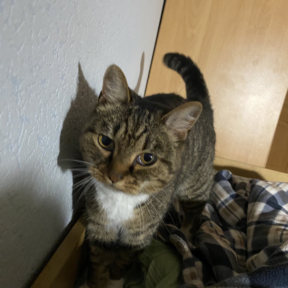 Весь день деревья нагнетают шум листвой - как будто бы за окном ливень и прочие перемещения стихий в пространстве. А еще крыши кряхтят. Слушать в темноте надо не дождь, но ветер - он больше подходит обряду засыпания..