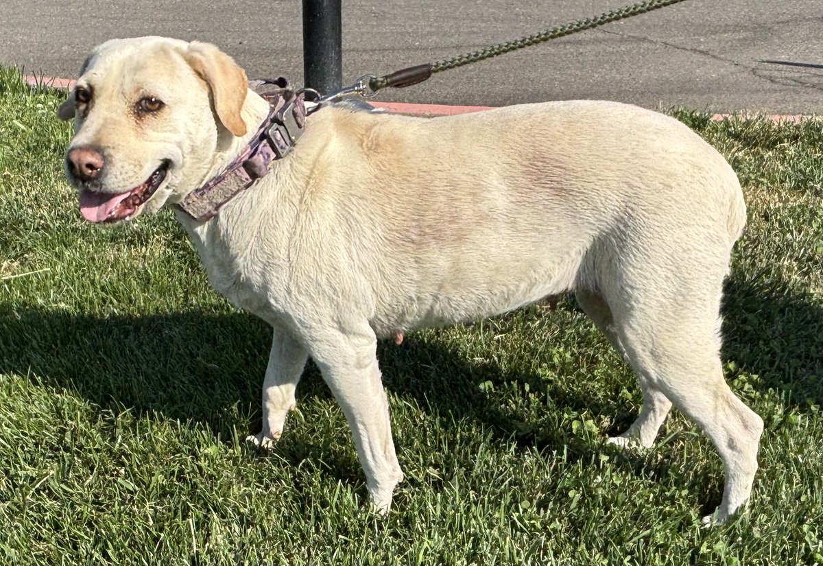 GG_Lab_Rescue's tweet image. Foster needed for 10-year-old yellow female Lab &quot;Cindy&quot;We are delighted to be caring for lovely Cindy.  She is such a sweet girl.  Her tail wags in appreciation.  We need a quiet/calm foster home a backyard and with few steps.  No need to take Cindy on walks.  #goodgirl