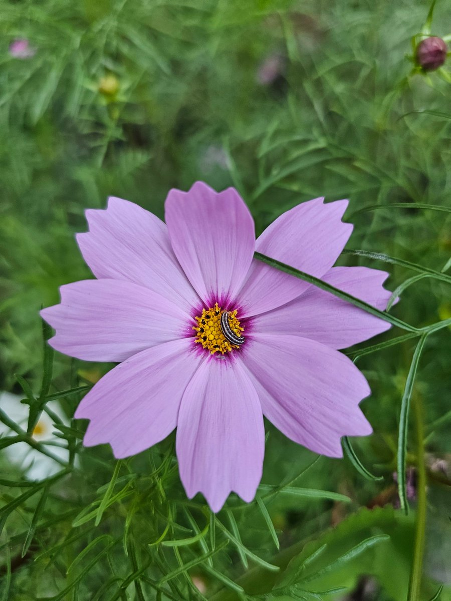 DailyPicTheme2's tweet image. Monday 8 September

Today’s Daily Picture Theme is ‘Visitor&apos;

RT or reply with your own photo 

Tomorrow’s theme will be ‘Wander&apos;
#DailyPictureTheme

New type of visitor for my flowers 😱
