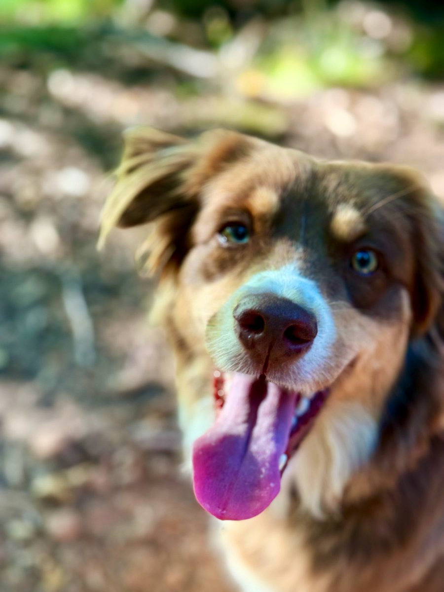 Kolleg  isch hab Hunger. Lass die Hüften wackeln und mach was😍🐶