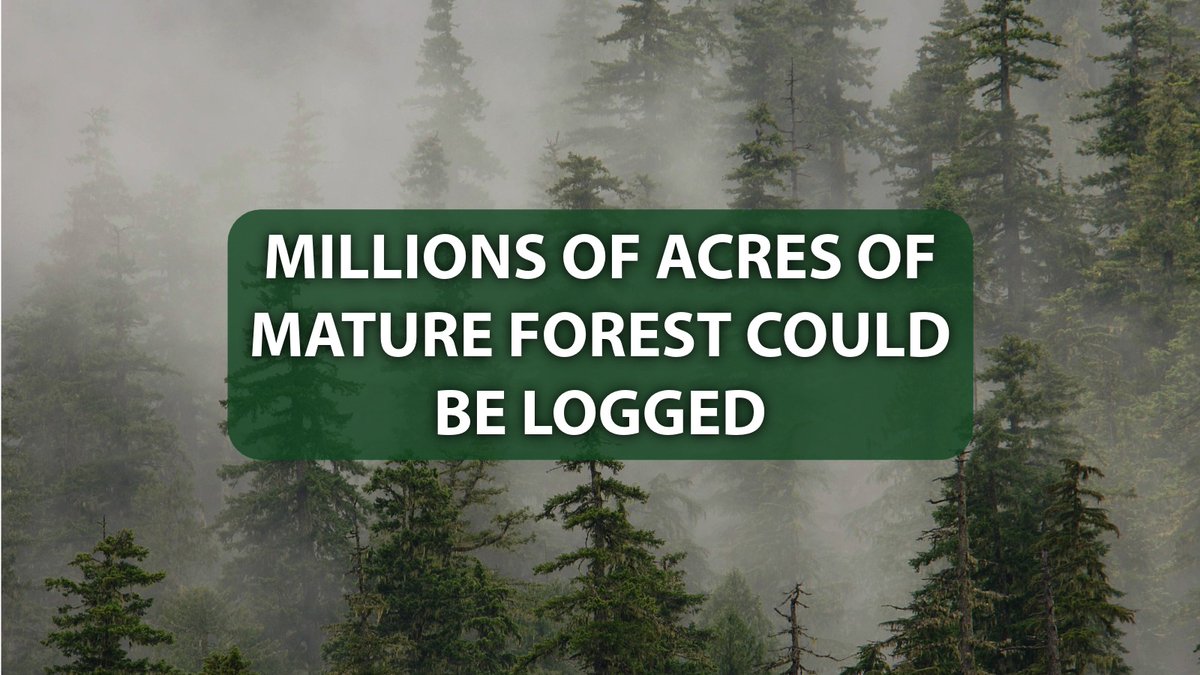 The U.S. Forest Service is trying to put 45 million acres of wild national forests on the chopping block.

We only have until Sept. 19 to speak out against this horrifying plan. Tell the Forest Service: These trees are worth saving.

environmental-action.org/take-action/ad…