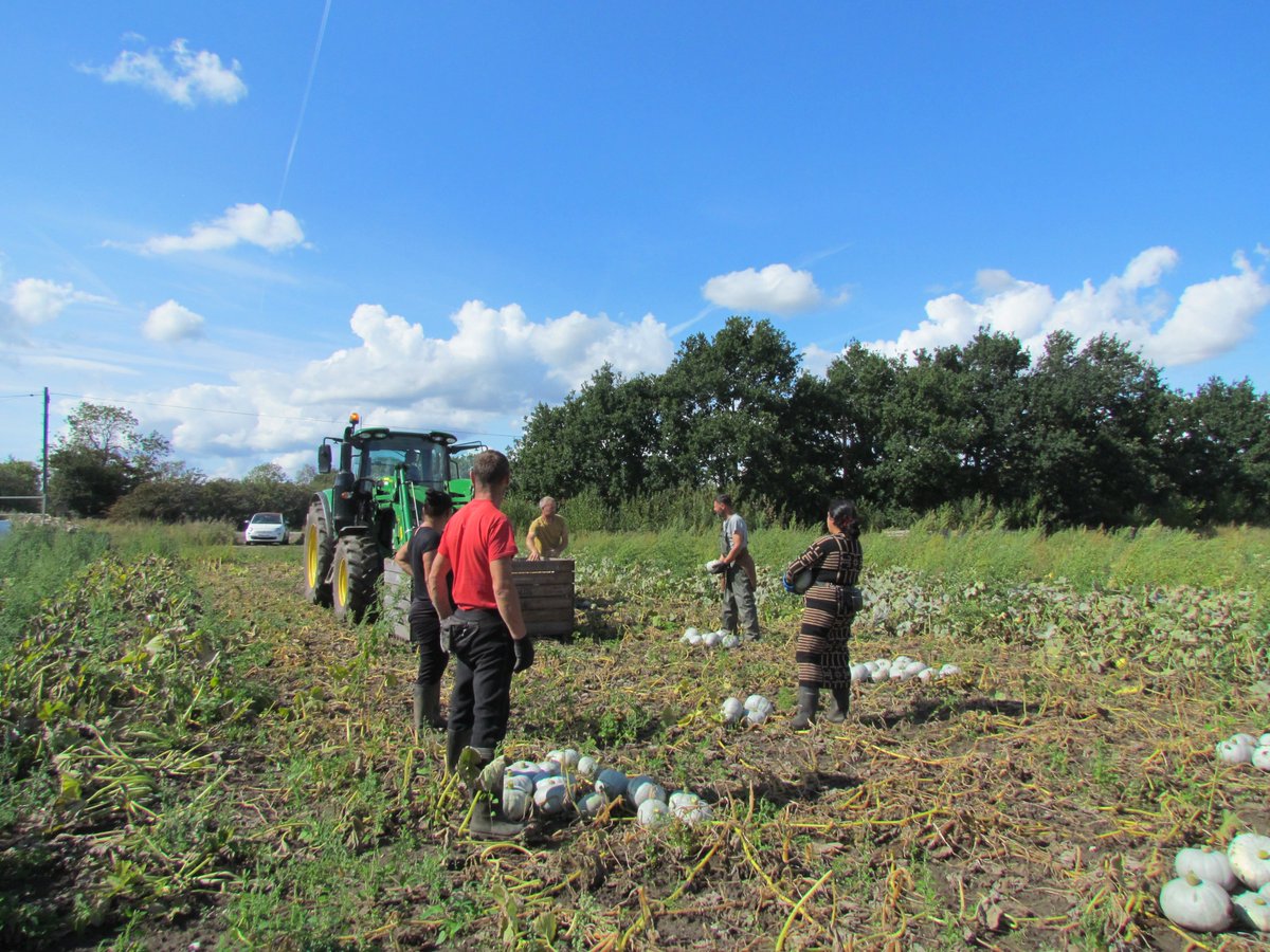 #Squash  lifting in progress.  I stood back to take these photos in Crown Prince, it is pretty dangerous as they weigh some &amp; were coming from all directions!  Antusa wanted to be in the picture so I obliged.  That's 26 tonnes safely home so far.