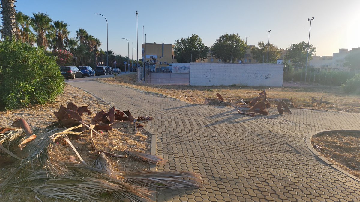 IvamMartin's tweet photo. @aytopuertoreal  así está la zona del Almendral, es una situación muy peligrosa debido al fuerte viento y a la falta de poda. https://t.co/nm60Fy5Bor