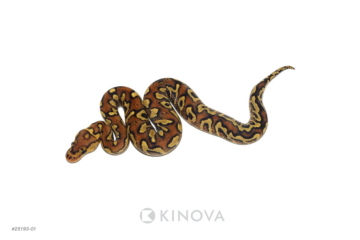 KINOVA Reptiles tweet media