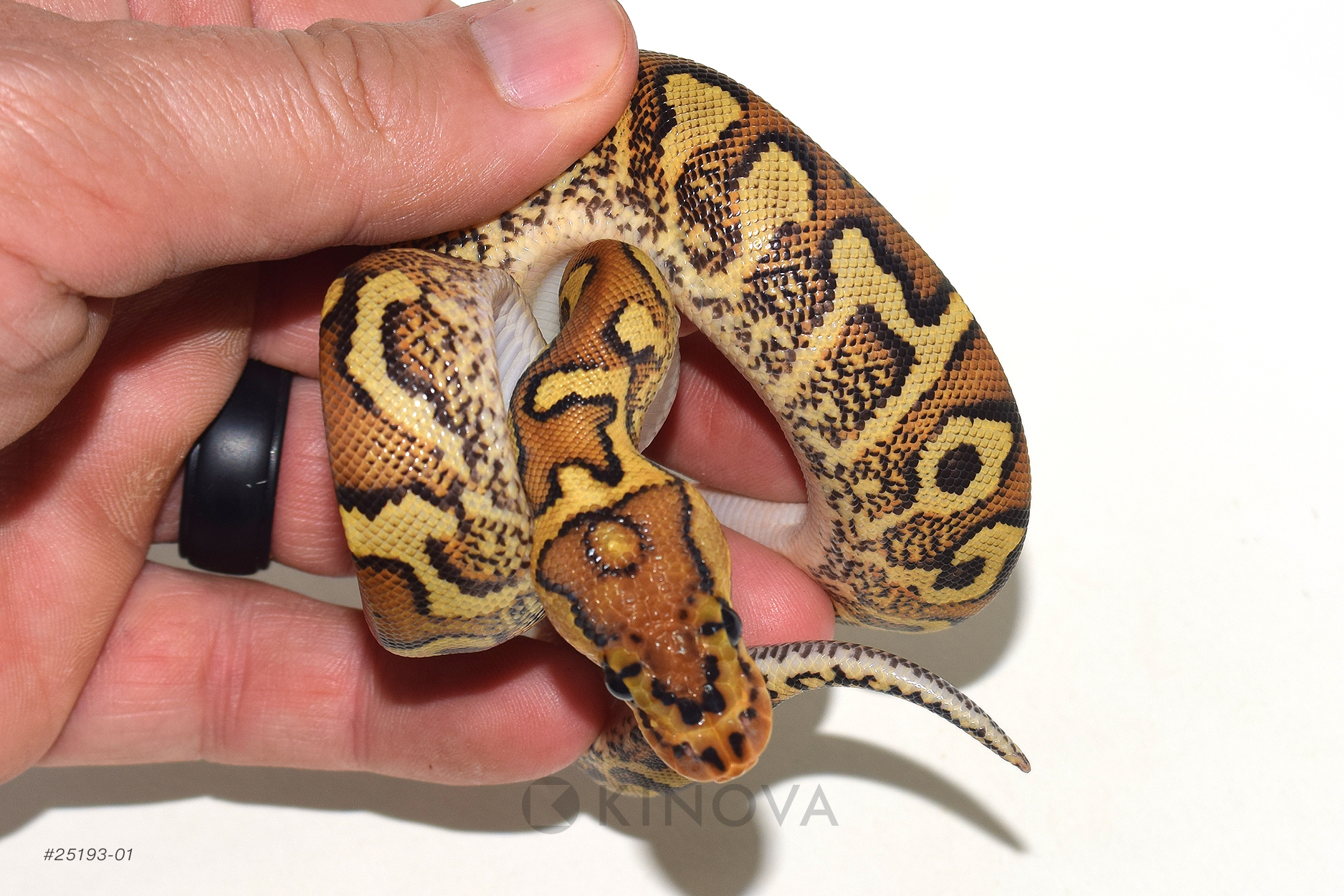 KINOVA Reptiles on X: 