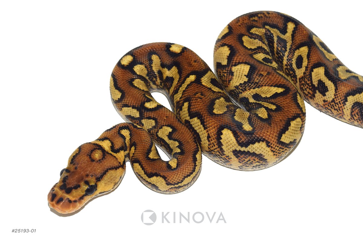 KINOVA Reptiles tweet media