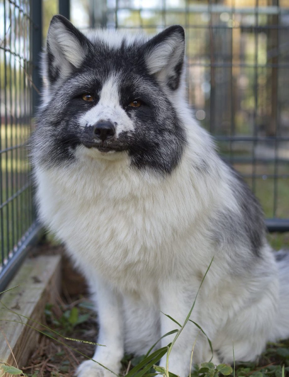 We sponsor penquin fox at save a fox south here in Florida. He has a large tumor and needs surgery.  Can any one donate to the rescue for his vet bills. Google save a fox the main rescue is in Minnesota.  They have Venmo PayPal ty. Help us save penquin.