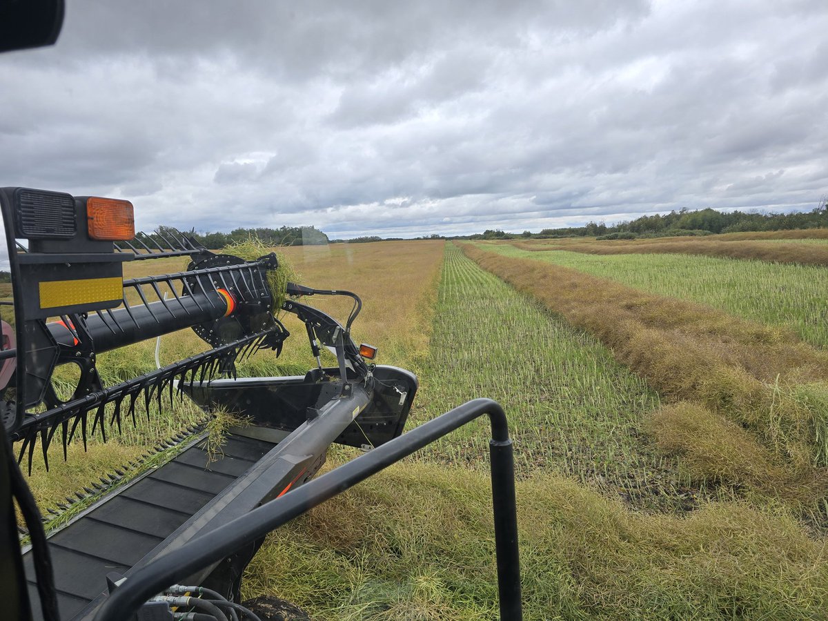 Canola looking great.  Swathing some on this rain delay to help keep combines rolling and hopefully some drier canola to blend off some tougher stuff.  Have a great weekend!!!