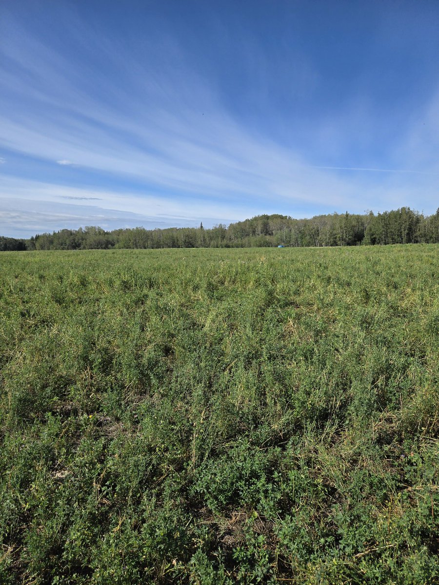 DrBart_Beef's tweet image. Great day discussing #CoverCropsLessonsLearned @SAWatersheds @agbiousask @ShelbyRobinson_ #LardnerLab #AppliedBeefForageResearch @GraemeFinn1