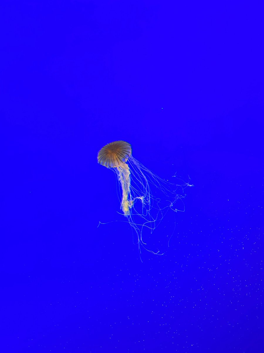 MeksPro's tweet image. The healing moments at the aquarium~ The jellyfish floating in the blue color are like glowing little ghosts, and the fish in the coral reef have turned the bottom of the sea into a rainbow little world 🧡