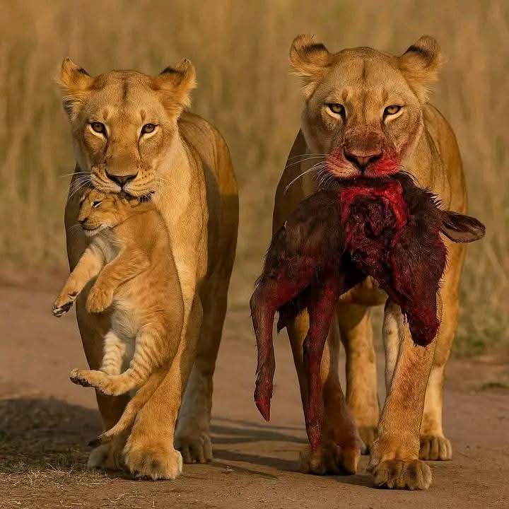 Itz nvr tu lalte t ask urslf, “m I rdy t chnge d lfe I'm living? m I ready t chnge wdn?” Evn f a sngle dy n ur life is d sme as d dy bfre, it srely is a pty. At evry mmnt nd wd each nw breath,1 shuld b rnewd nd rnewd agan. Thre is only 1 wy t b brn nto a nw lfe: t die bfre death.