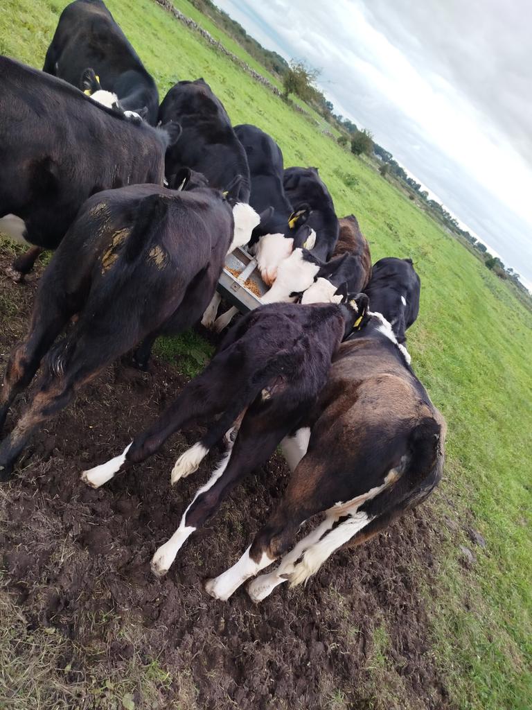 It's easy pick out the lady that nearly kicked the bucket here, she is a long way back on the rest!! But....she's still alive, I'll take it! #CalfToBeef