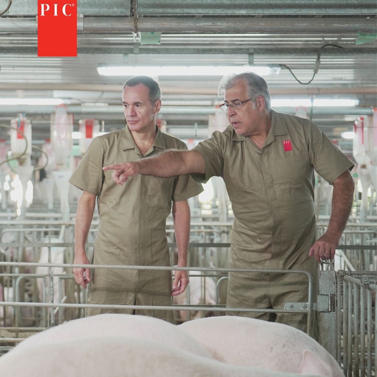 Hit the easy button on employee training.

Use PIC’s training video library, filled with best practices on various swine topics – in English or Spanish.

Better training is a click away: bit.ly/41FwK7p

#PICGenetics #EmployeeTraining