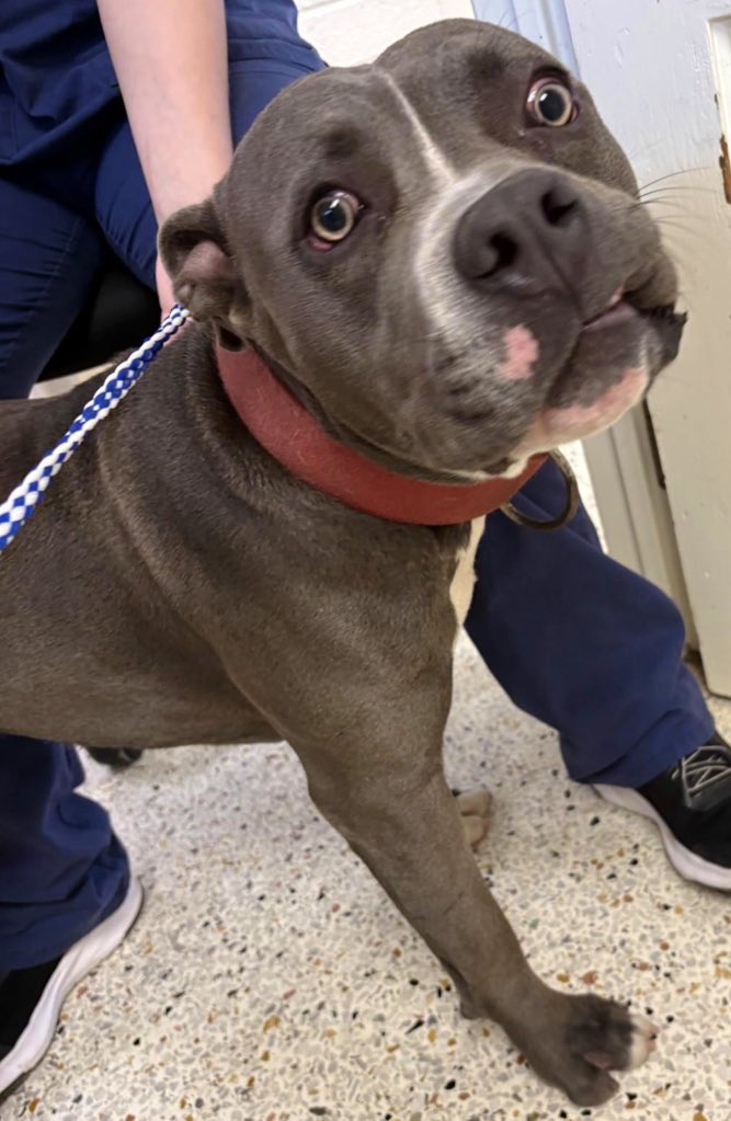 Alfie has not been adopted. And we are having difficulty finding a rescue for Alfie. Please pledge and retweet to attract a rescue who can get this handsome, sweet guy out of Rocky Mount NC.