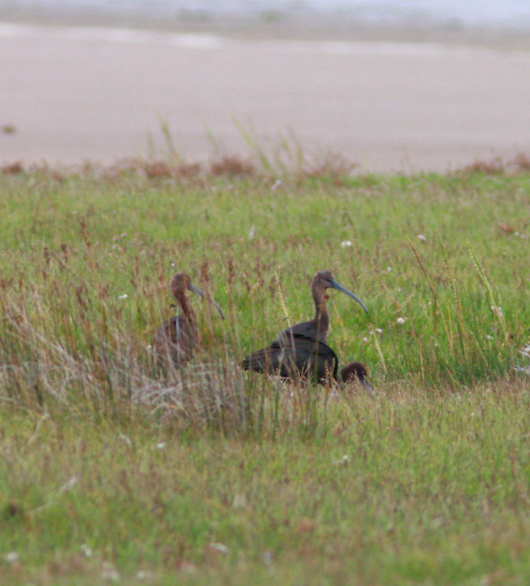 Maurice Hanafin tweet media